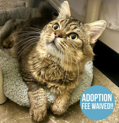 Pug, Adoptable, Senior Male Domestic Medium Hair.