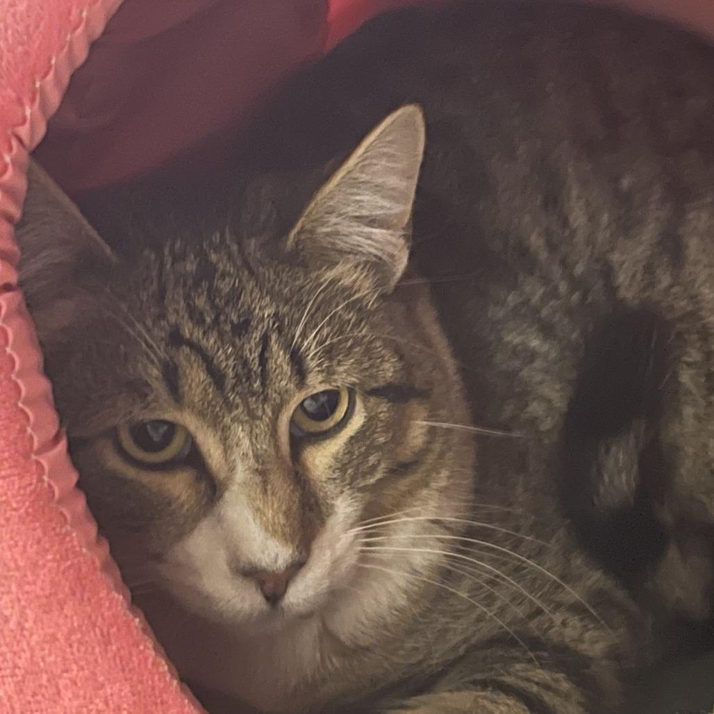 STRAY CAT "Gin", Adoptable, Young Male Domestic Short Hair.