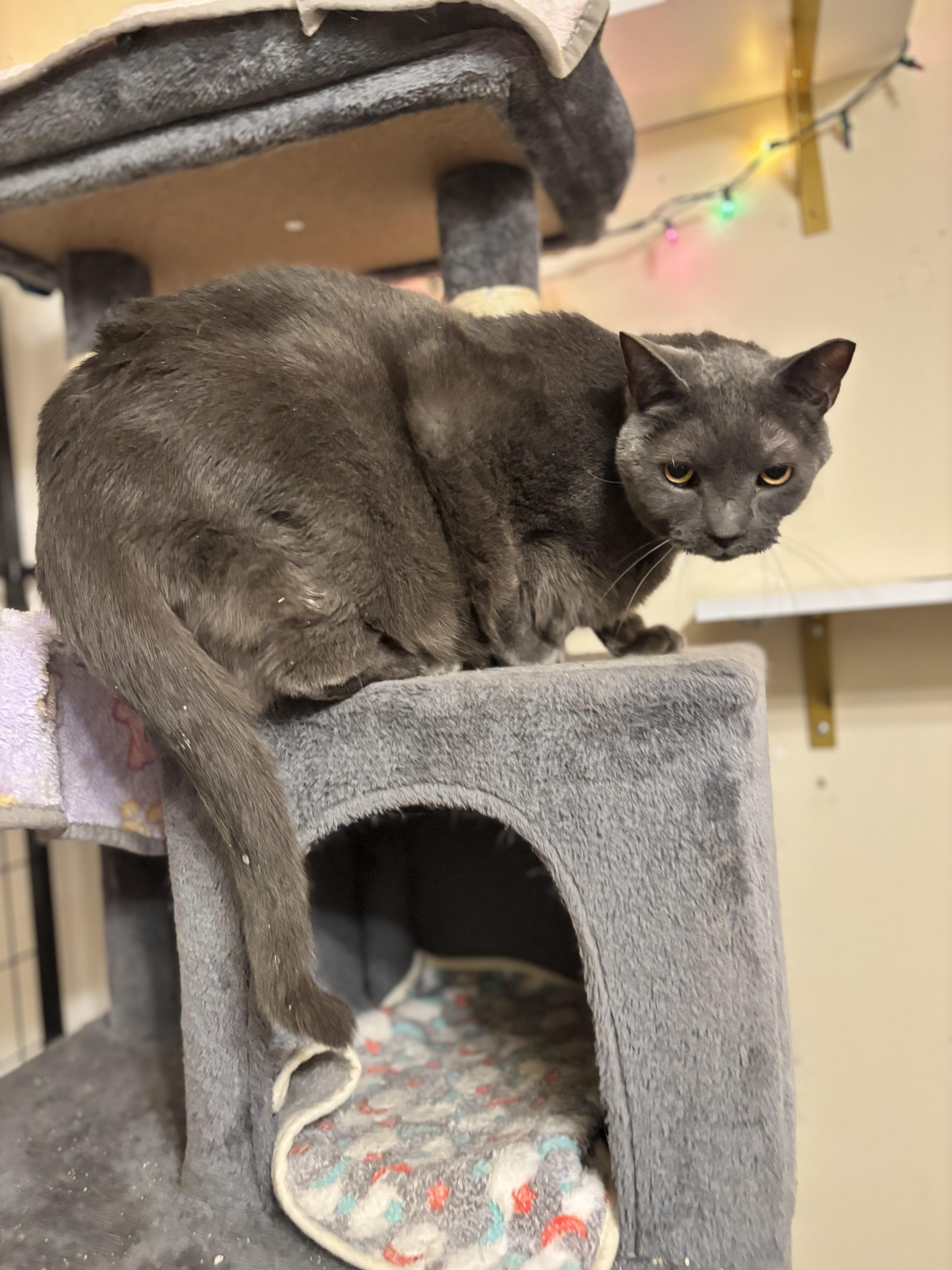 Enlarge Petra, a ADOPTABLE mixed breed in Felton, PA image 1/1