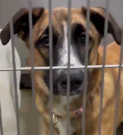 Enlarge Missy, a Adoptable German Shepherd Dog in Phoenix, AZ image 1/1