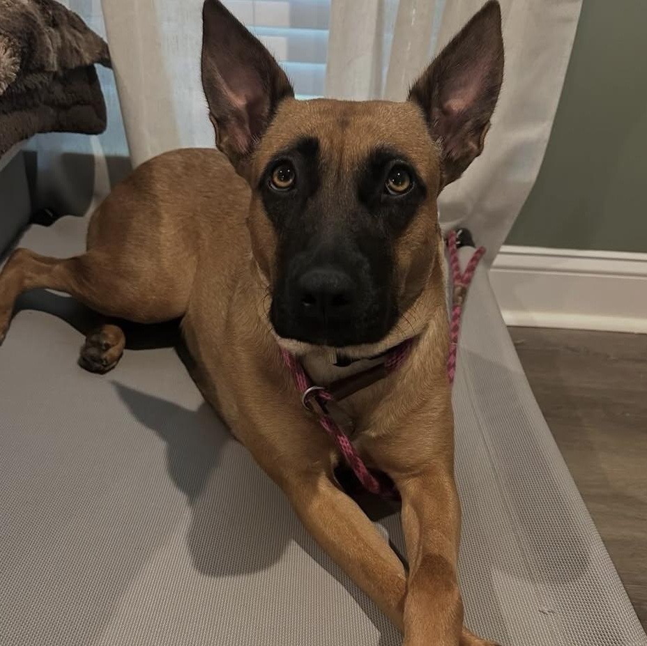 Enlarge Carol, a Adoptable mixed breed in Charlotte, NC image 2/6