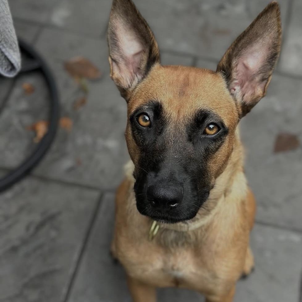 Carol, Adoptable, Young Female Belgian Shepherd / Malinois.