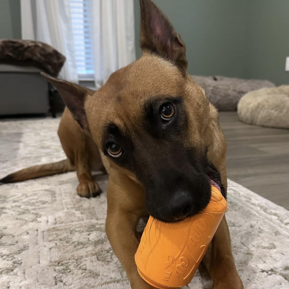 Enlarge Carol, a Adoptable mixed breed in Charlotte, NC image 3/6