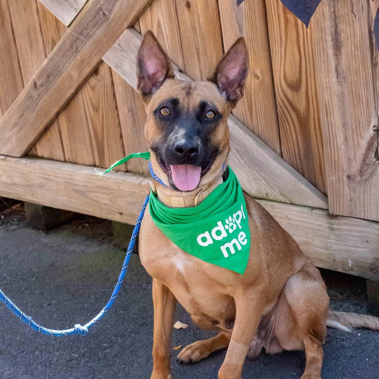Enlarge Carol, a Adoptable mixed breed in Charlotte, NC image 5/6