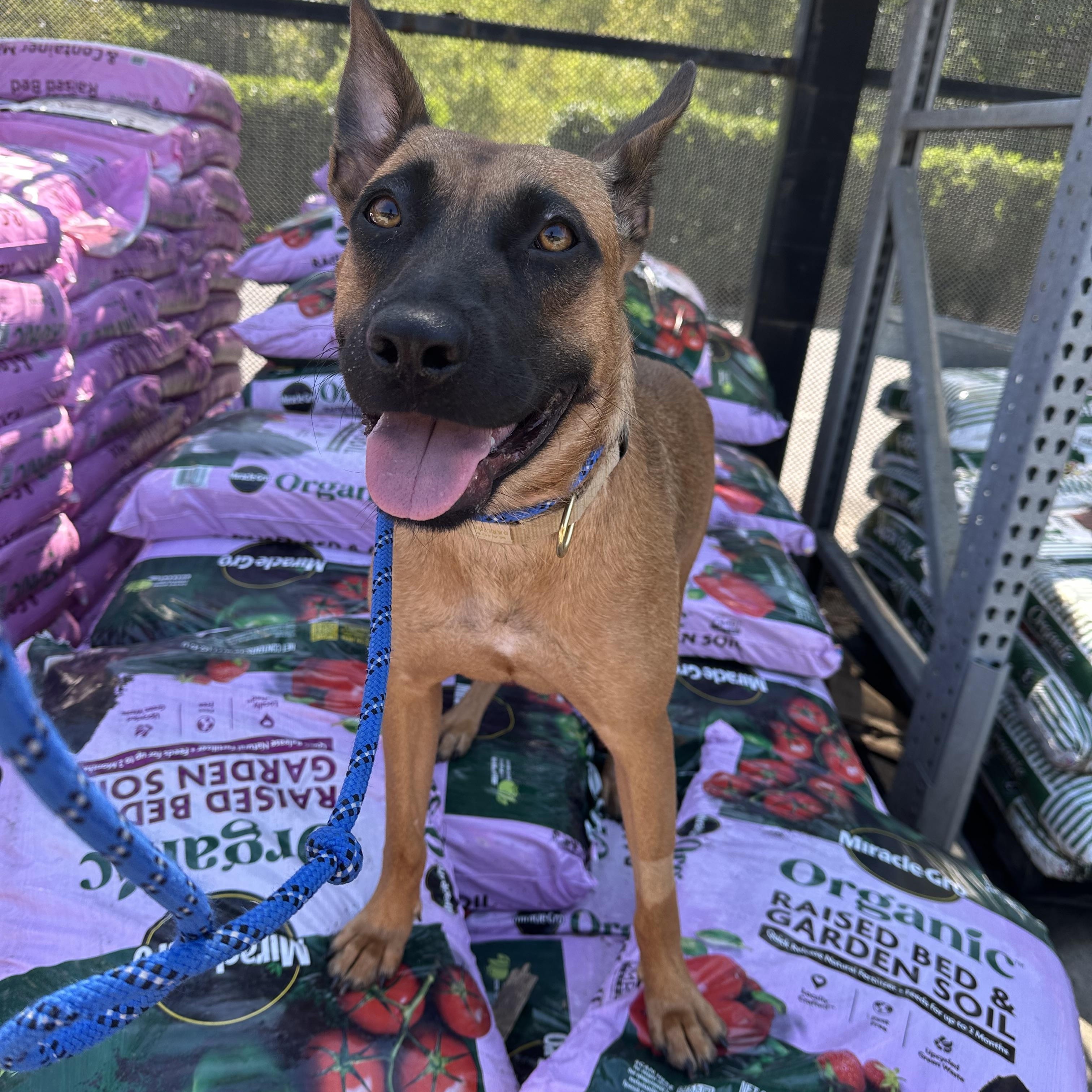 Enlarge Carol, a Adoptable mixed breed in Charlotte, NC image 6/6