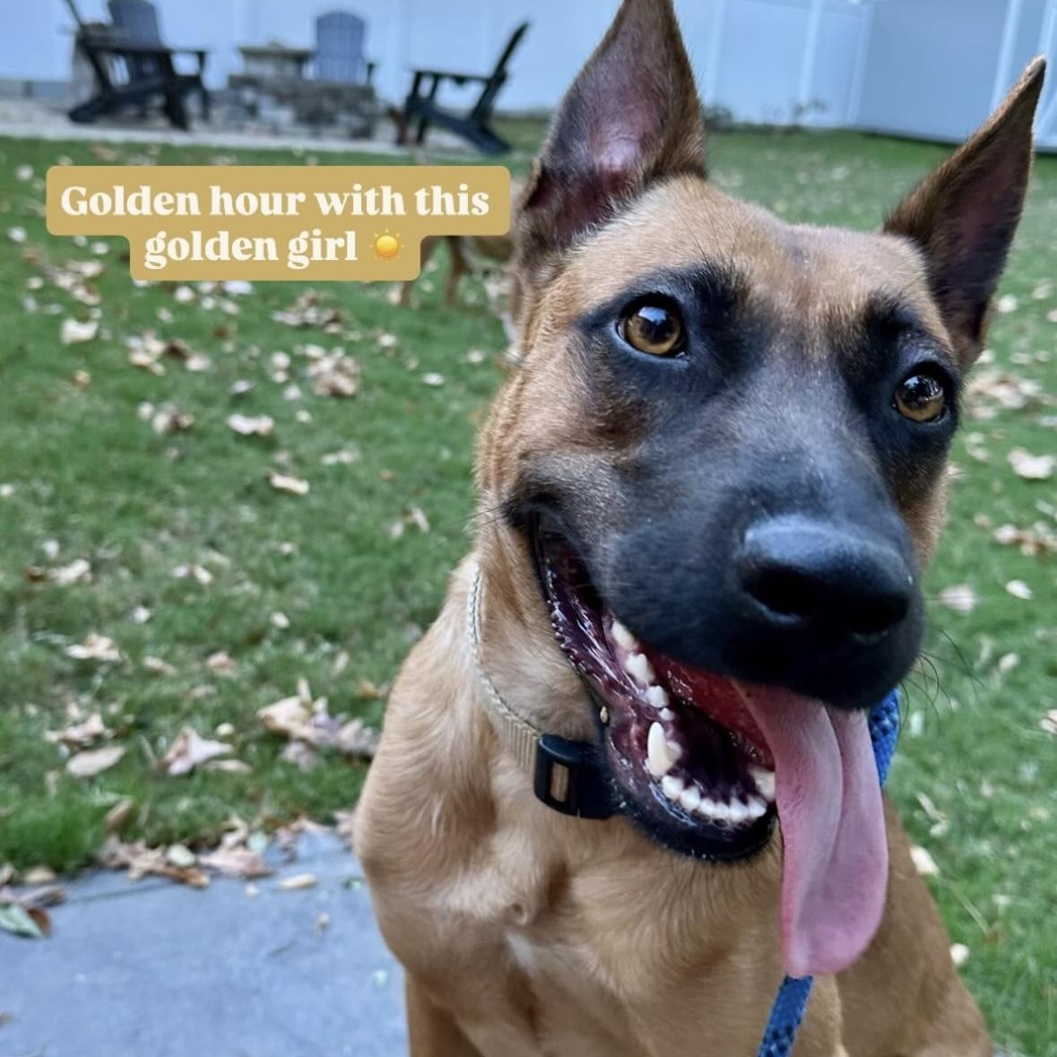 Enlarge Carol, a Adoptable mixed breed in Charlotte, NC image 4/6