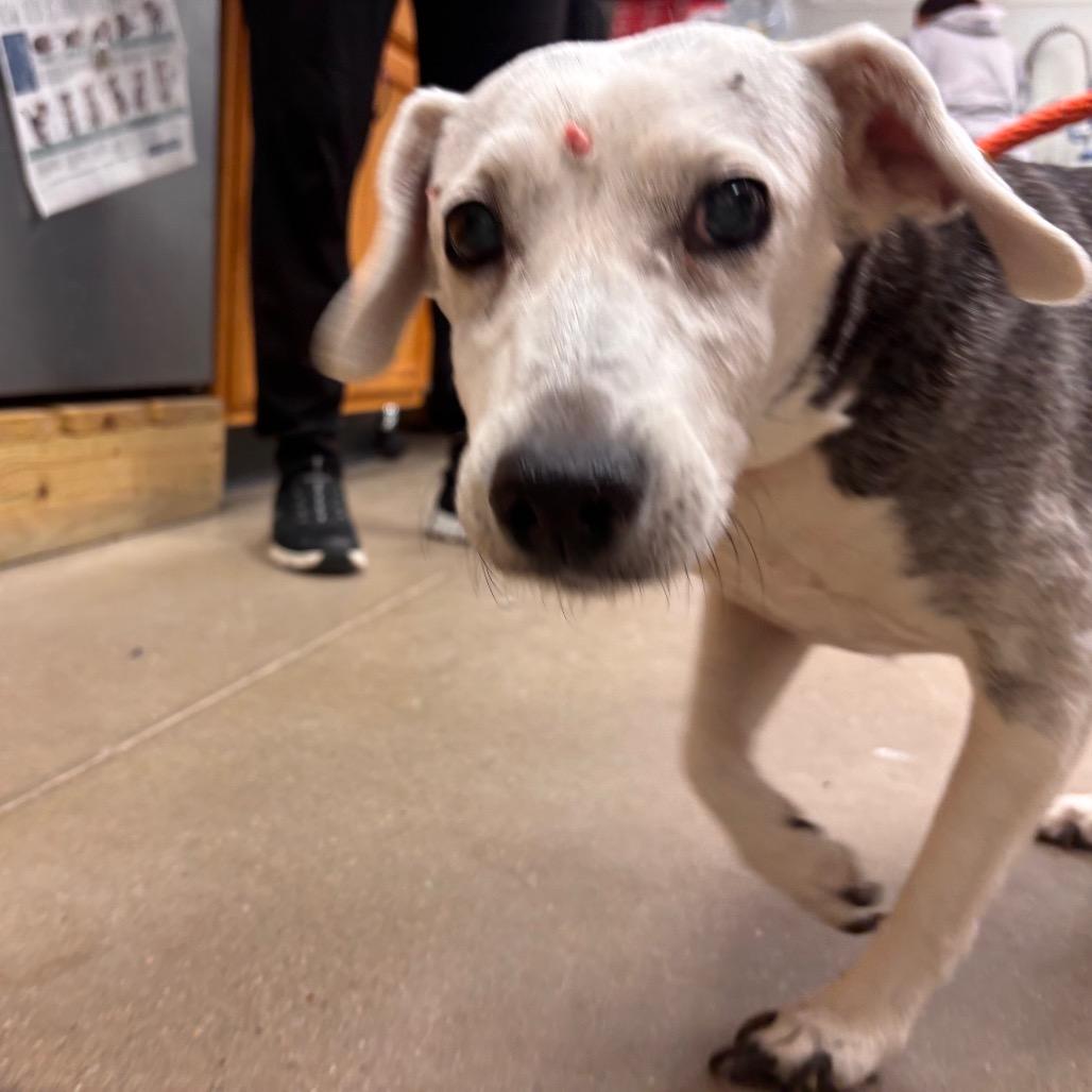 Enlarge Angel, a Adoptable mixed breed in York, PA image 1/5