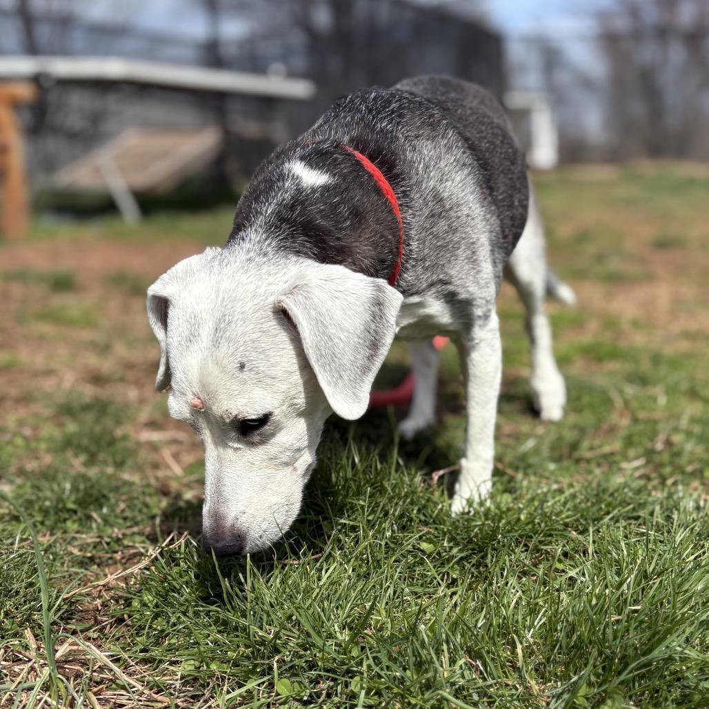 Enlarge Angel, a Adoptable mixed breed in York, PA image 3/5