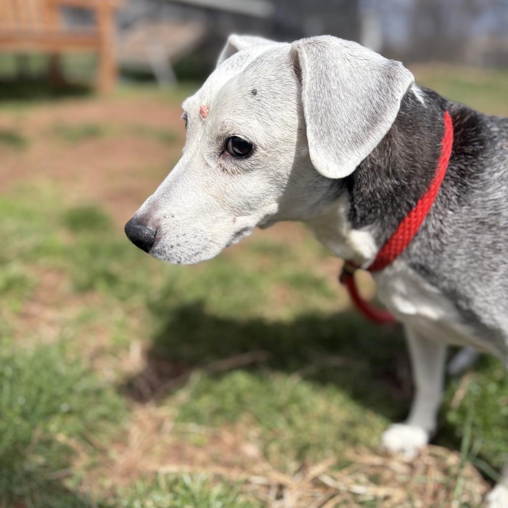 Enlarge Angel, a Adoptable mixed breed in York, PA image 4/5