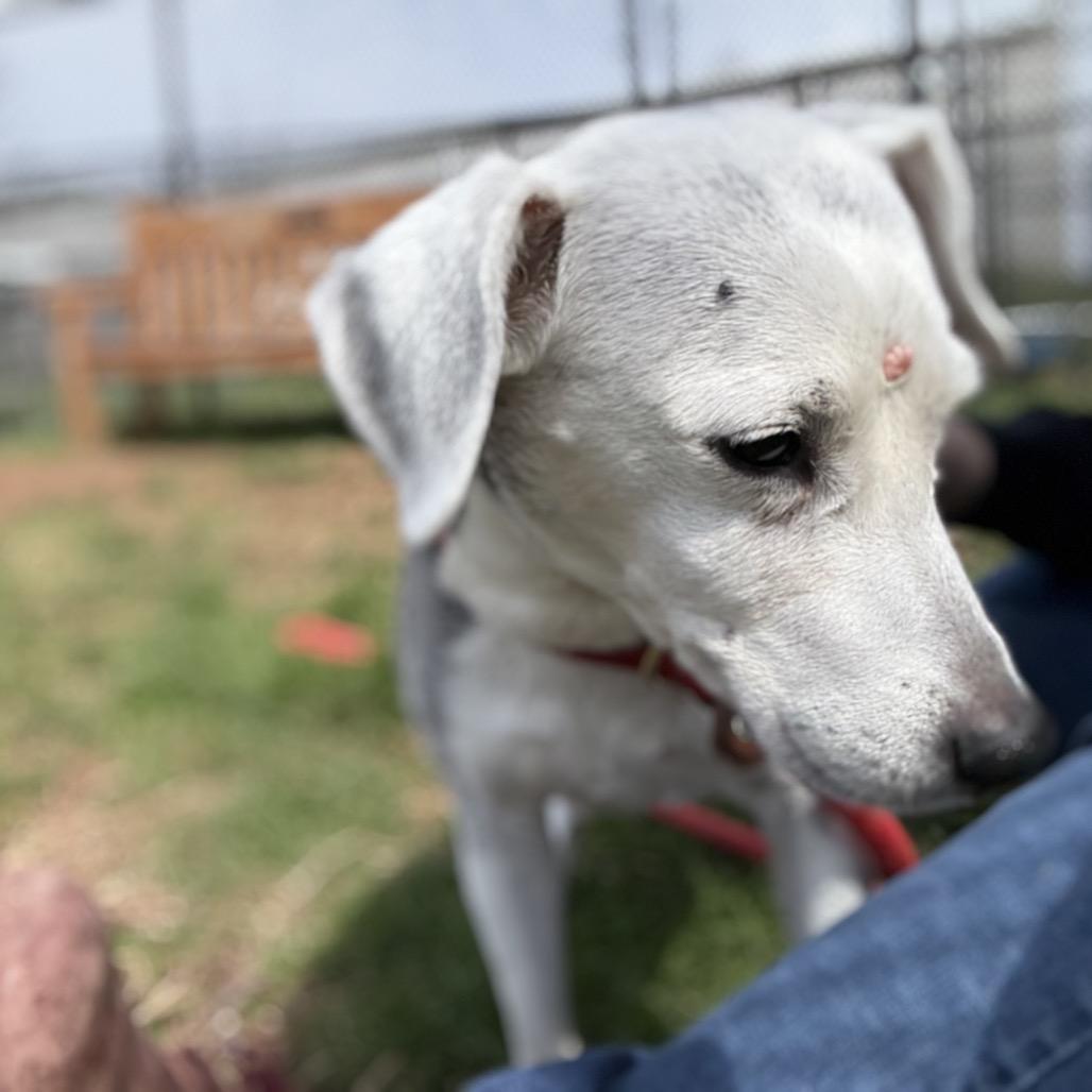 Enlarge Angel, a Adoptable mixed breed in York, PA image 5/5