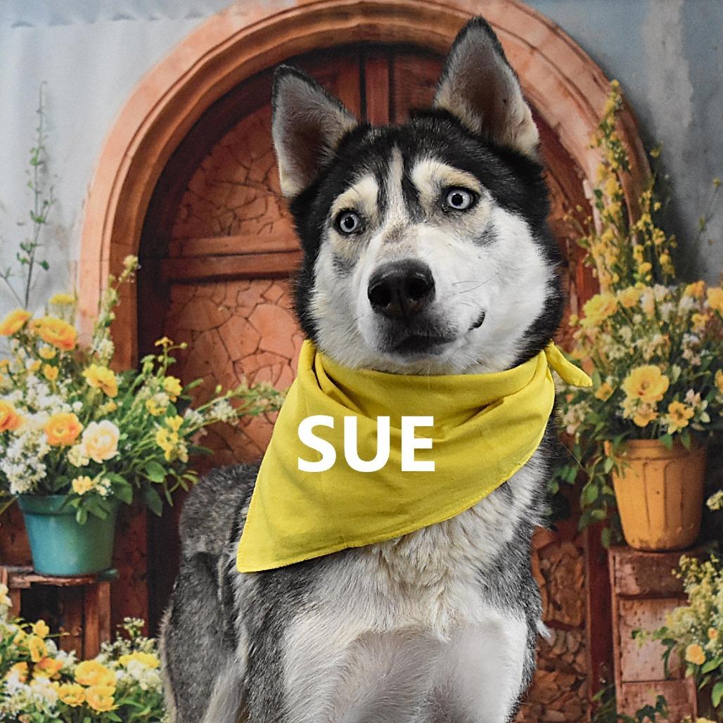 Sue, Adoptable, Adult Female Husky.