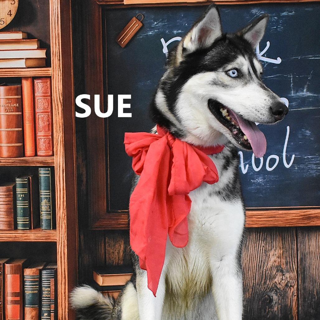 Enlarge Sue, a Adoptable Husky in Yuma, AZ image 2/5