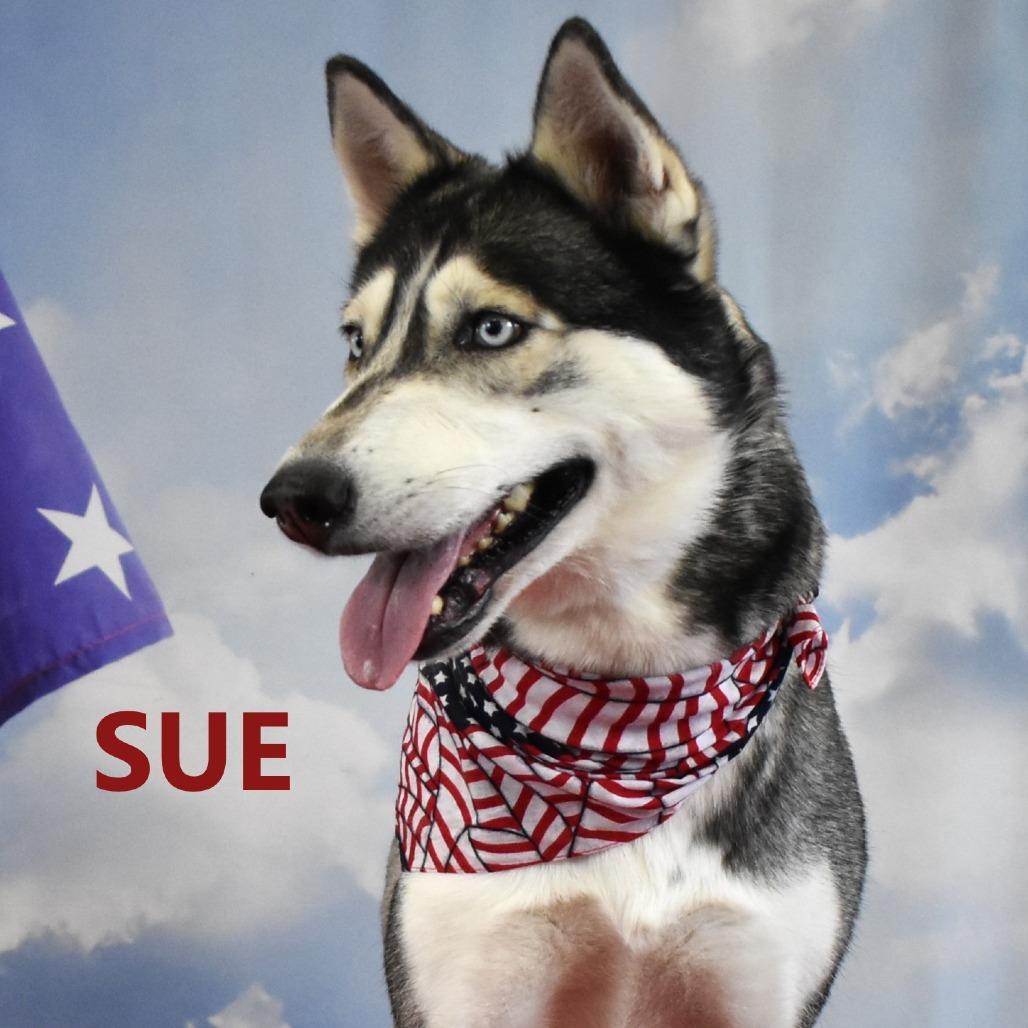 Enlarge Sue, a Adoptable Husky in Yuma, AZ image 3/5