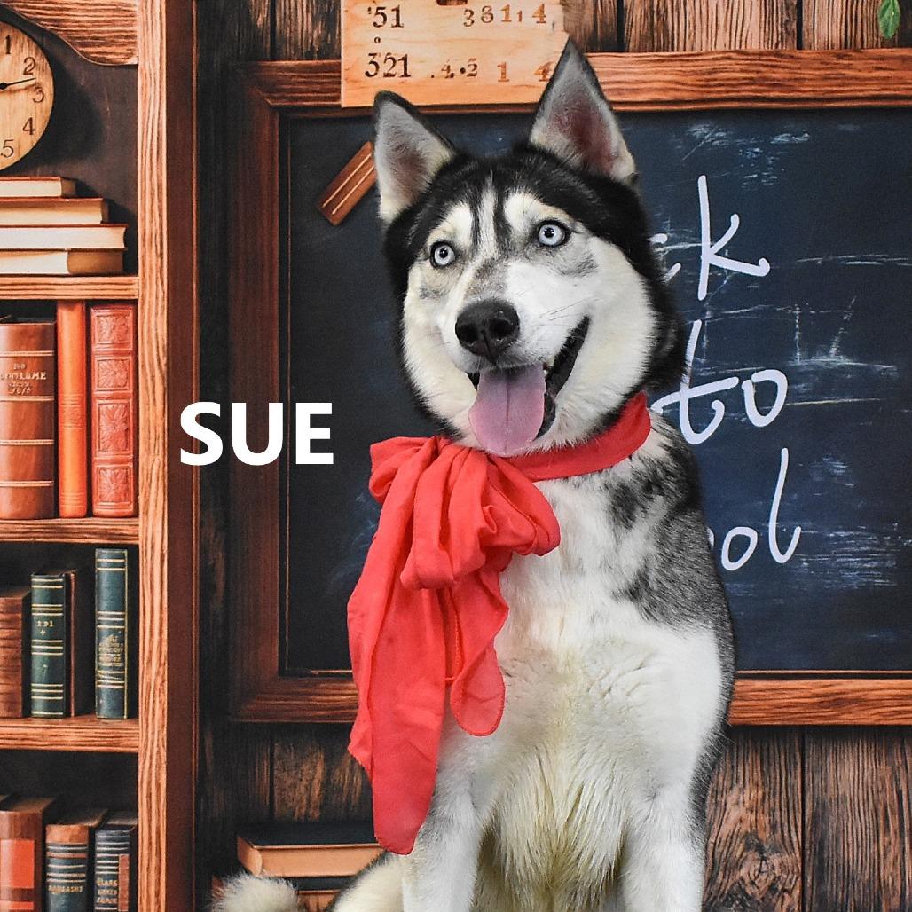 Enlarge Sue, a Adoptable Husky in Yuma, AZ image 4/5
