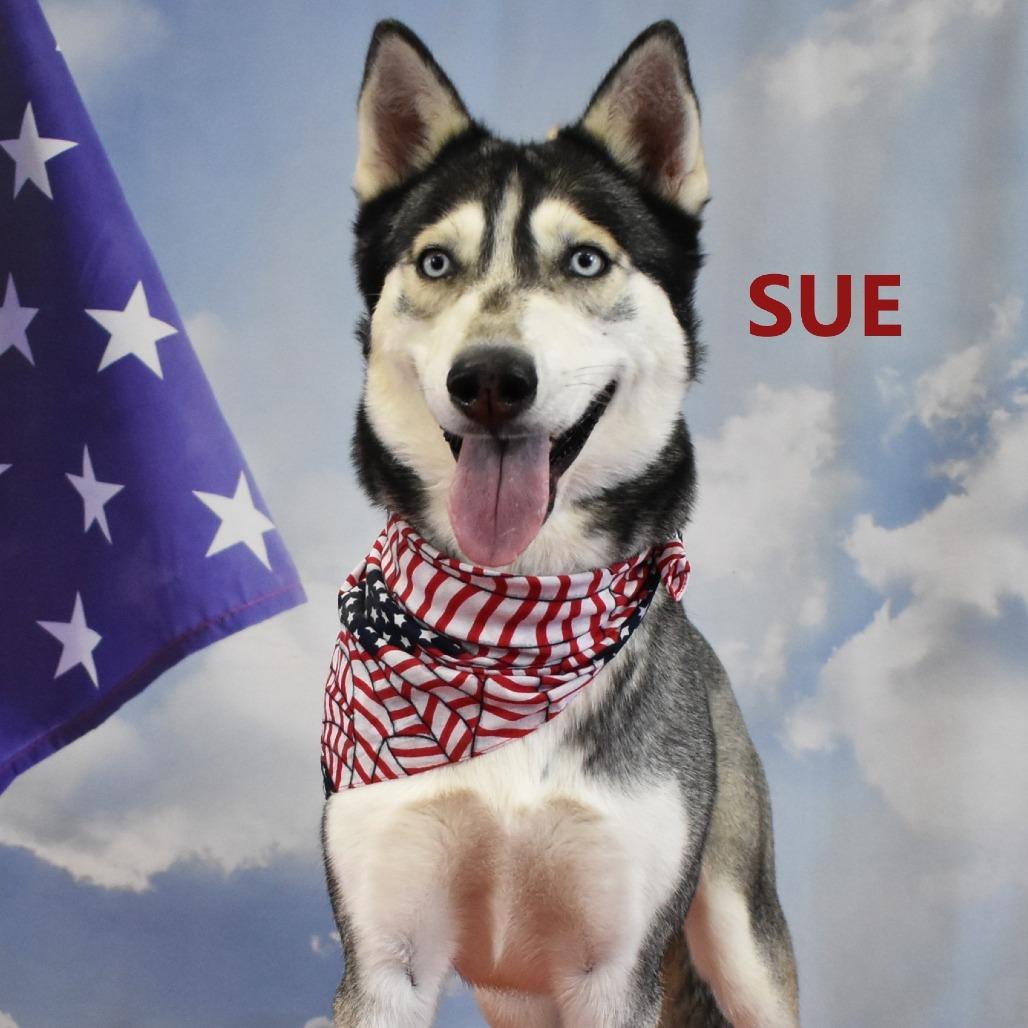 Enlarge Sue, a Adoptable Husky in Yuma, AZ image 5/5