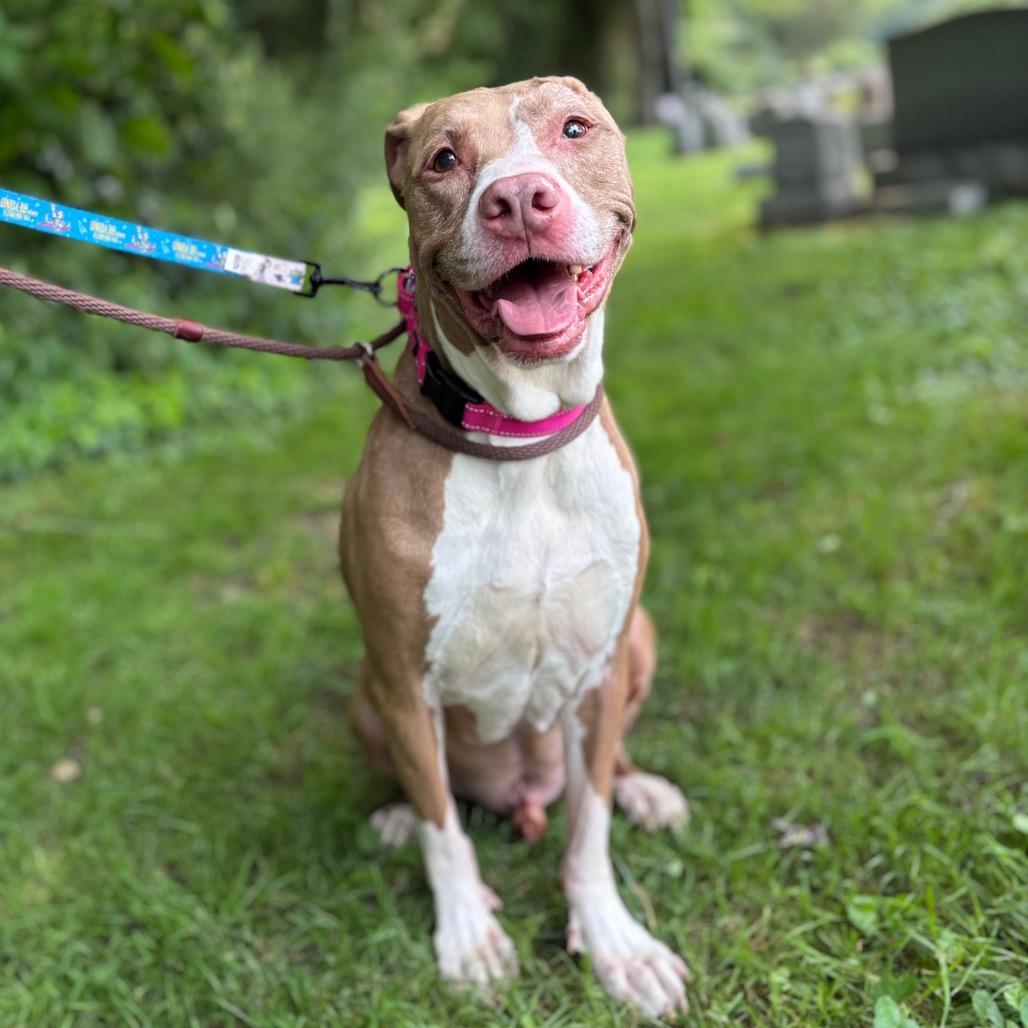 Enlarge Phantom, a Adoptable mixed breed in Westhampton, NY image 1/5