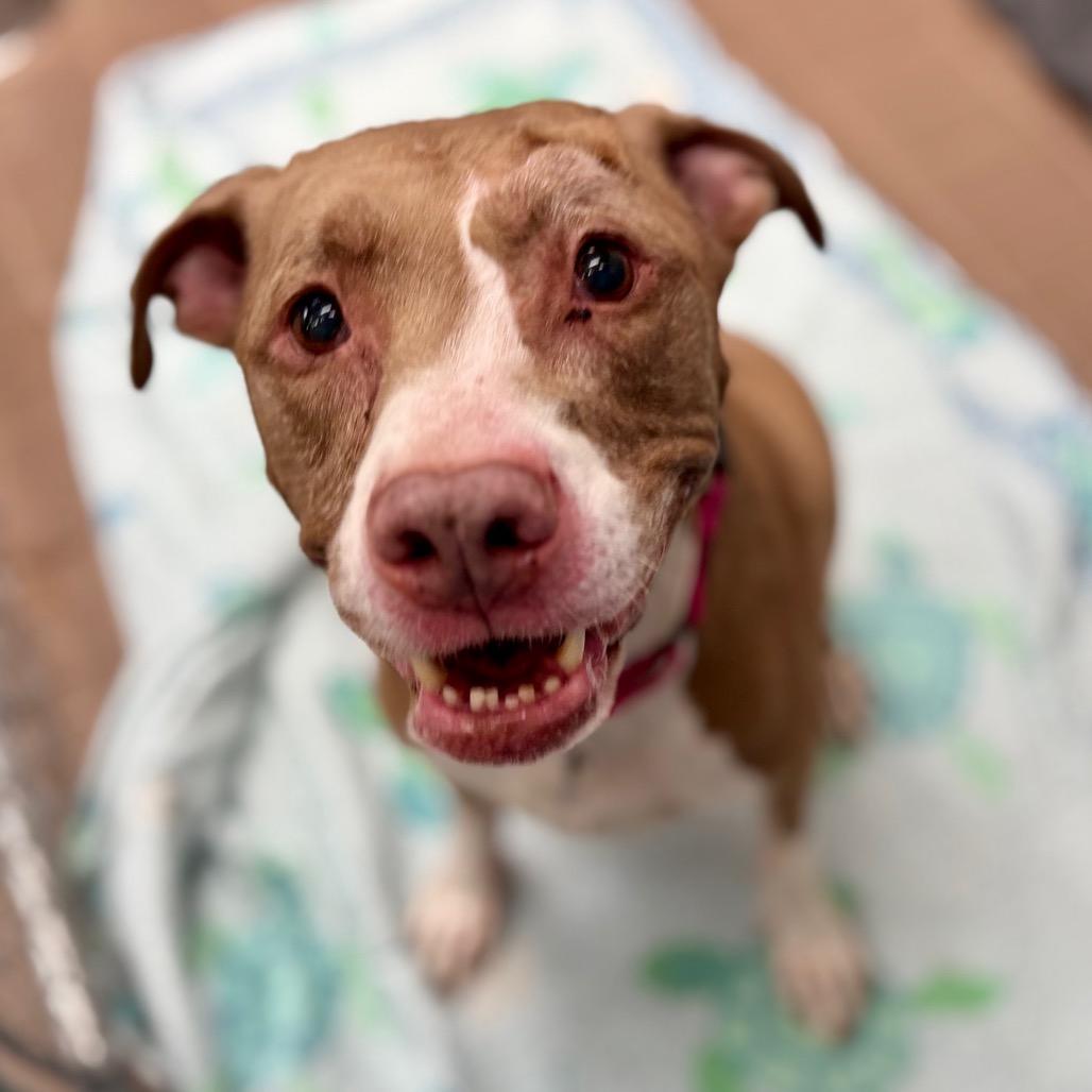 Enlarge Phantom, a Adoptable mixed breed in Westhampton, NY image 2/5