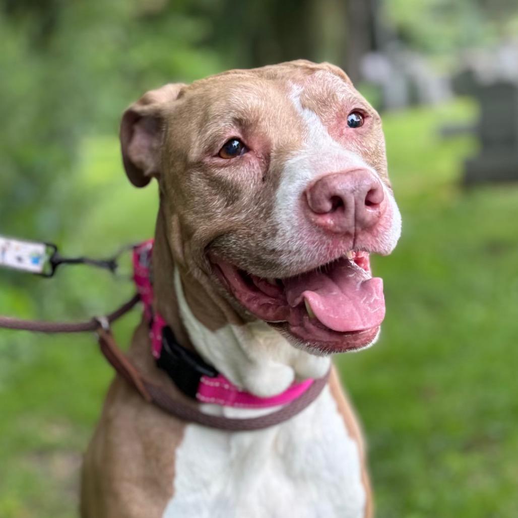 Enlarge Phantom, a Adoptable mixed breed in Westhampton, NY image 4/5