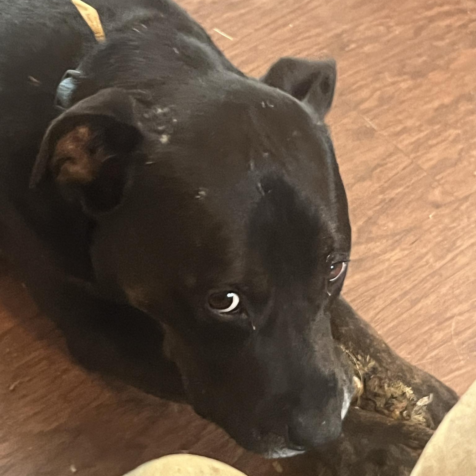 Kane, Adult Male American Staffordshire Terrier