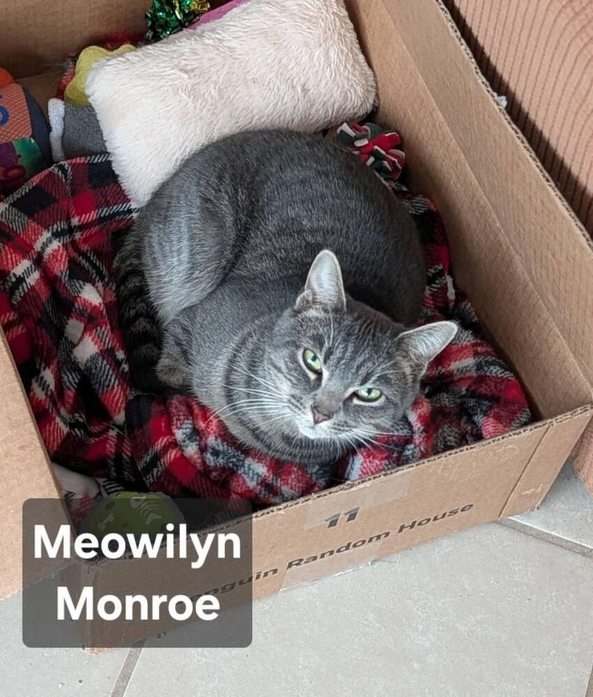 Enlarge Meowilyn Monroe, a Adoptable Domestic Short Hair in New Baltimore, MI image 1/2
