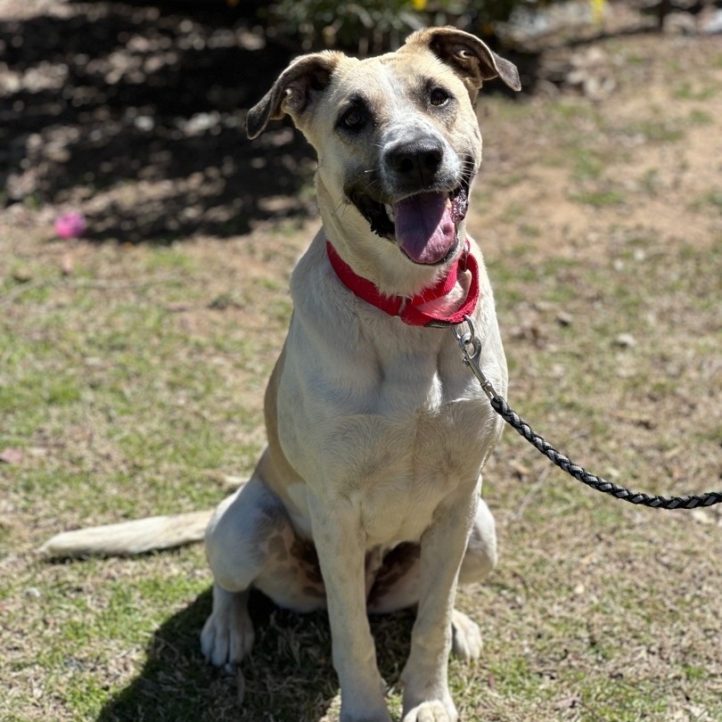 Sunflower, Adoptable, Adult Female Anatolian Shepherd.