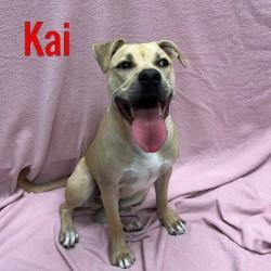 Kai