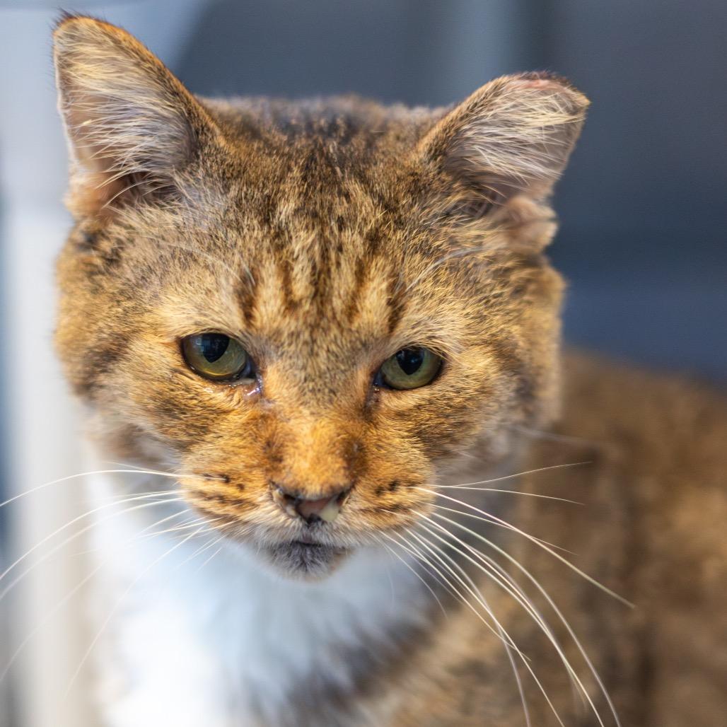 Pinto, a Adoptable Domestic Short Hair in Wilmington, DE image 2/4
