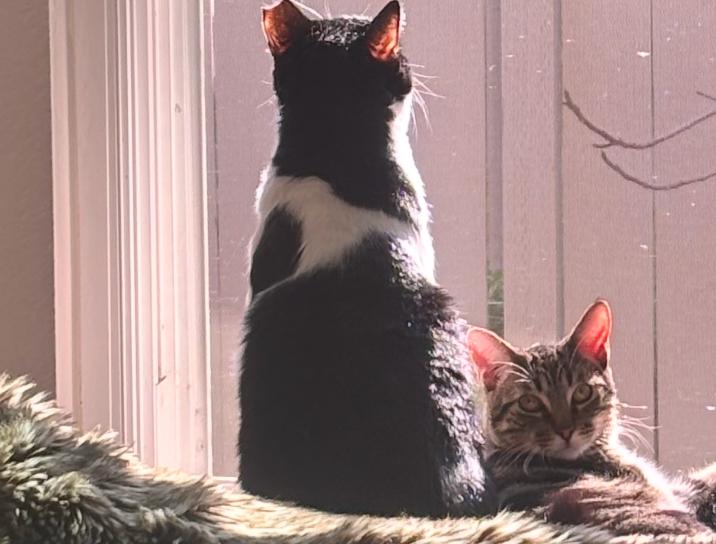 Enlarge Oracle (M) & Bert (M)  - MUST be adopted together!, a Adopted Domestic Short Hair in Anaheim, CA image 3/6