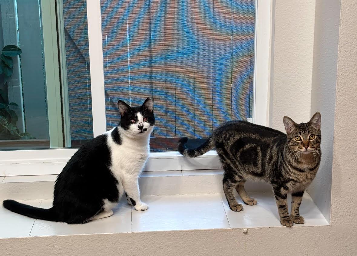 Enlarge Oracle (M) & Bert (M)  - MUST be adopted together!, a Adopted Domestic Short Hair in Anaheim, CA image 1/6
