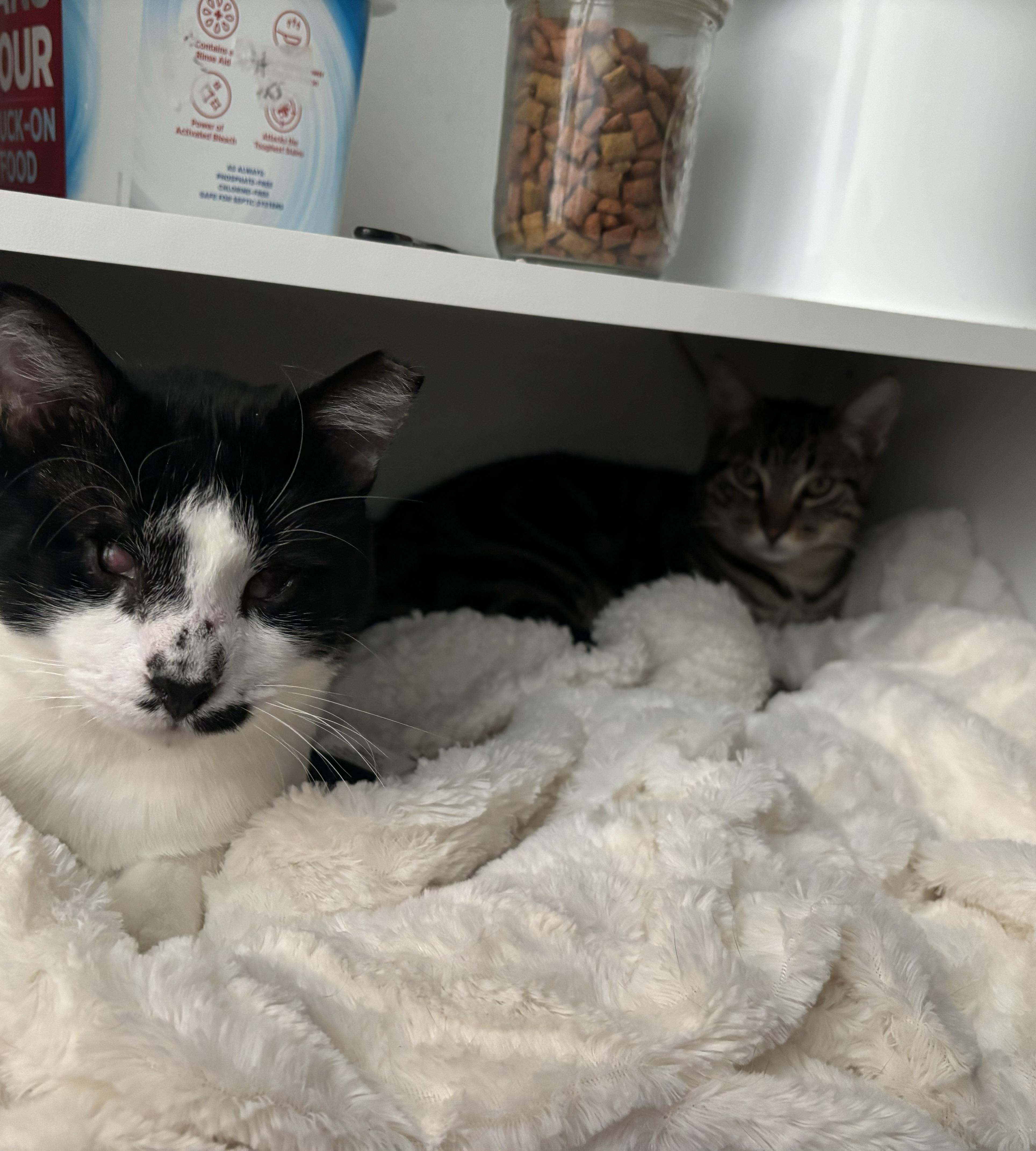 Enlarge Oracle (M) & Bert (M)  - MUST be adopted together!, a Adopted Domestic Short Hair in Anaheim, CA image 4/6