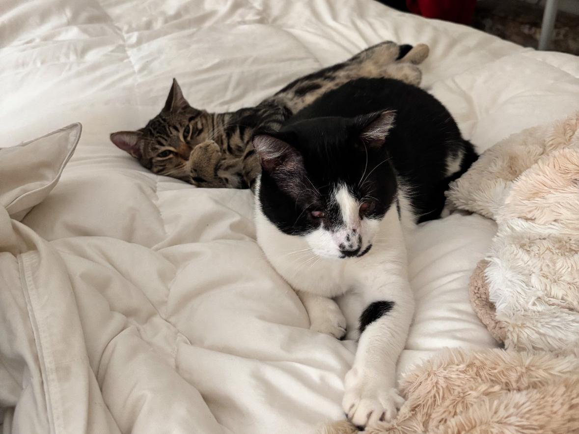 Enlarge Oracle (M) & Bert (M)  - MUST be adopted together!, a Adopted Domestic Short Hair in Anaheim, CA image 6/6