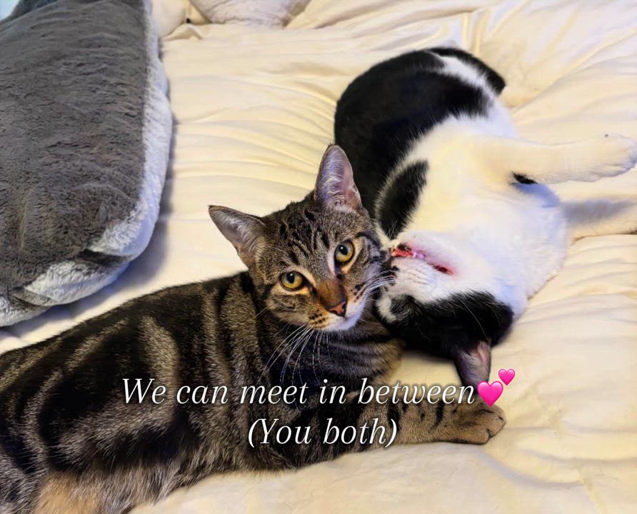 Enlarge Oracle (M) & Bert (M)  - MUST be adopted together!, a Adopted Domestic Short Hair in Anaheim, CA video 2/6