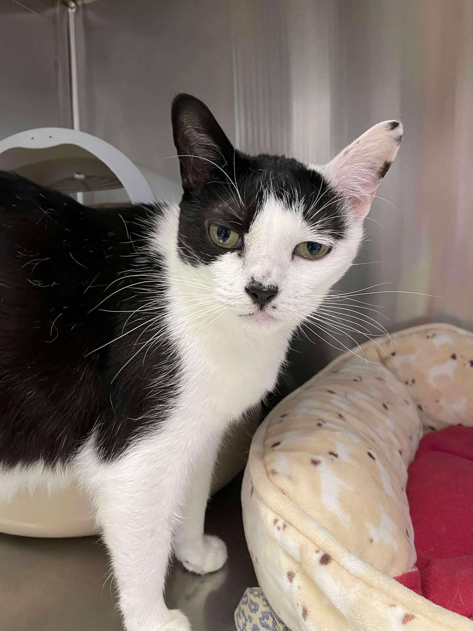 Hiro, an adoptable Domestic Short Hair in Medford, OR, 97501 | Photo Image 1