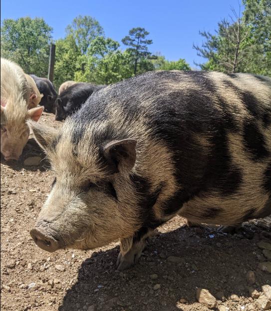 Spotted Daisy, Adult Female unknown