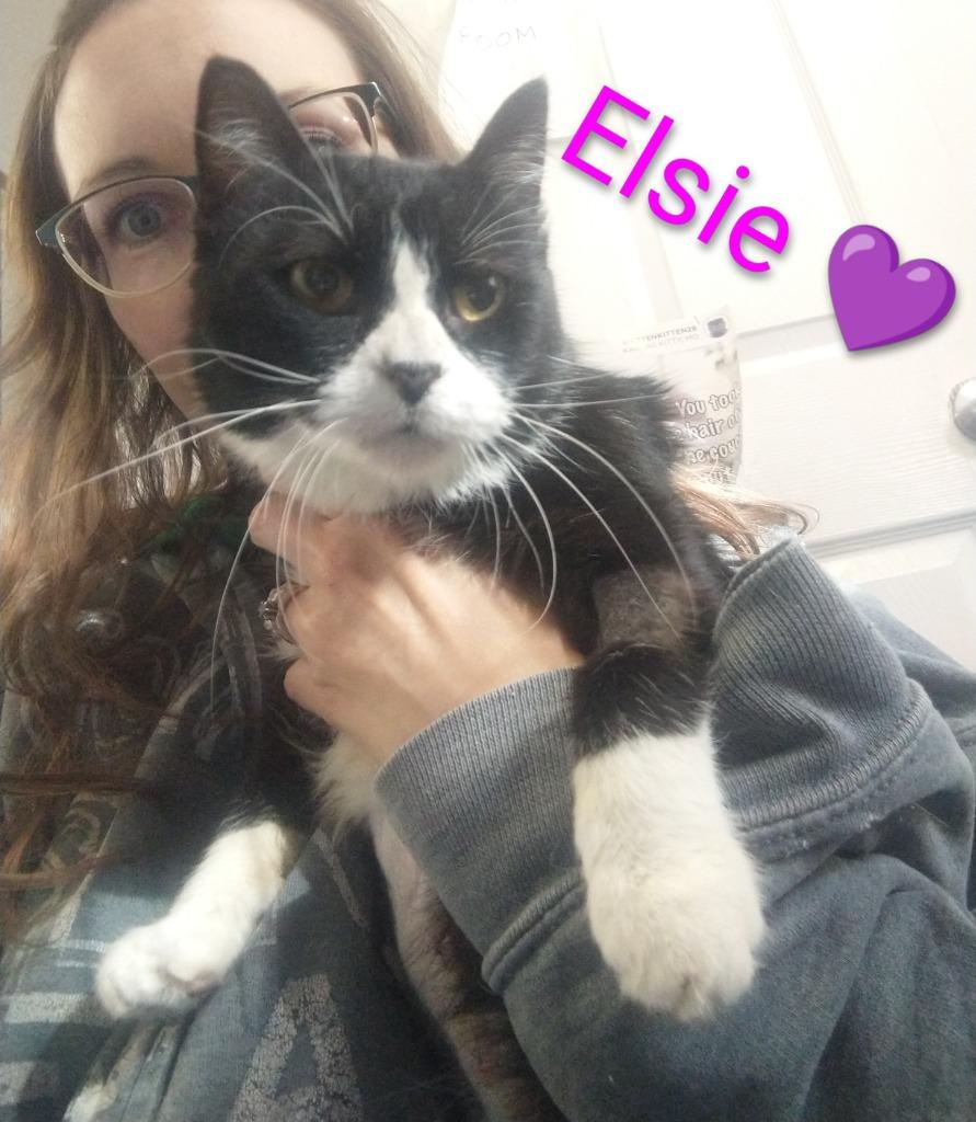Mama Elsie *fee waived*, Adoptable, Adult Female Domestic Short Hair.