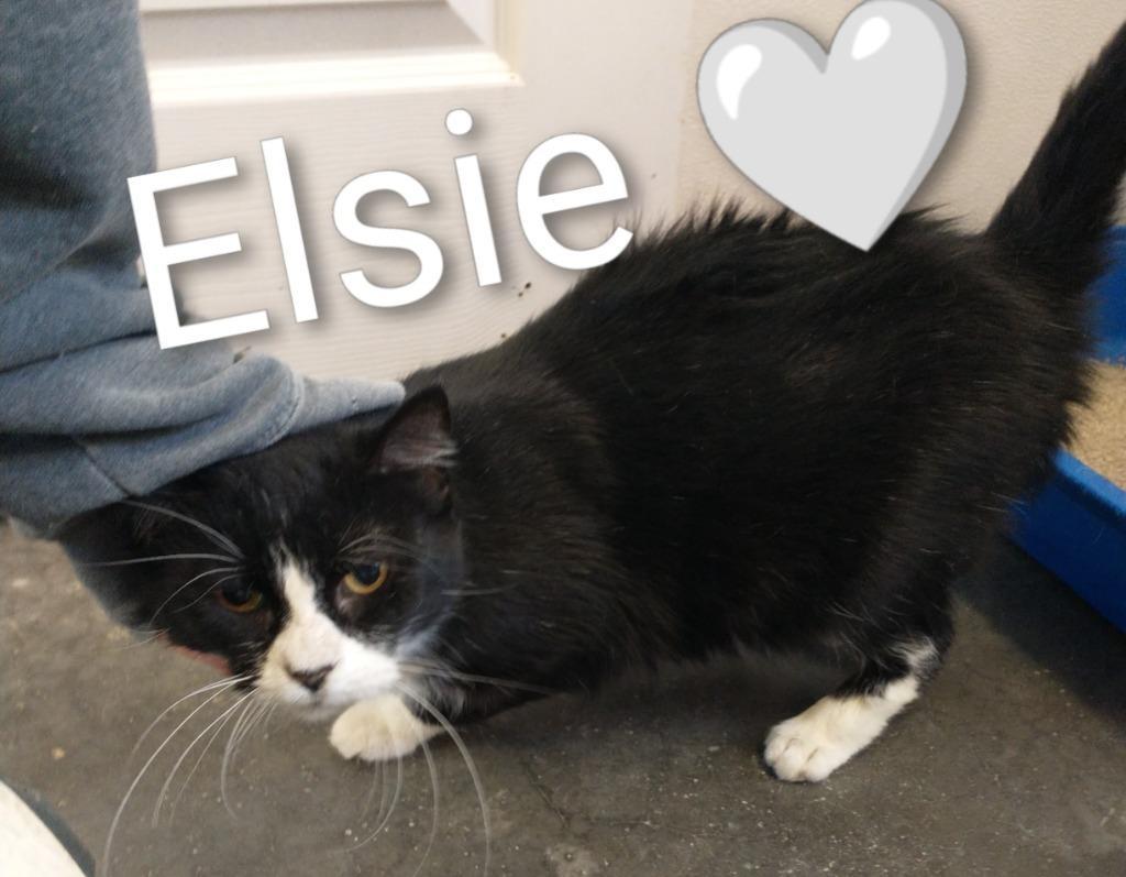 Mama Elsie *fee waived*, Adoptable, Adult Female Domestic Short Hair.