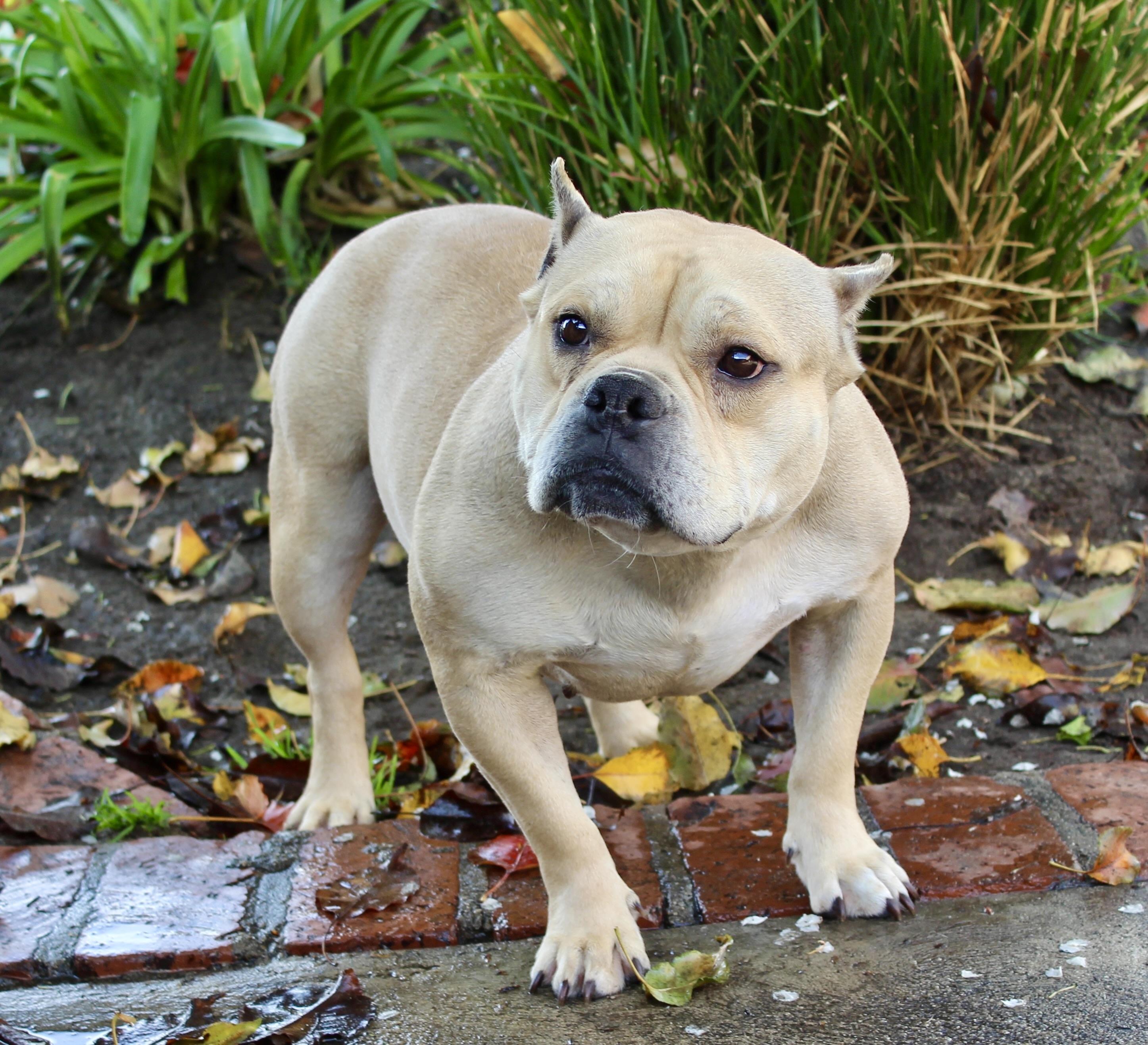 Enlarge Brie Bear, a Adoptable mixed breed in Van Nuys, CA image 3/3