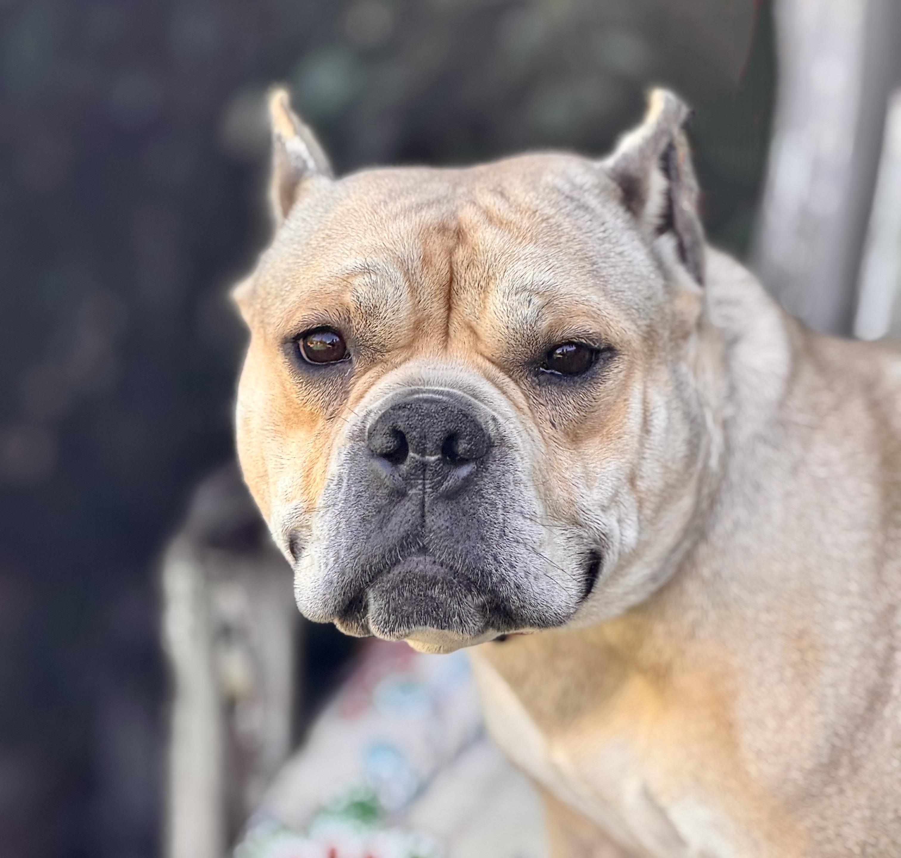 Brie Bear, Adoptable, Young Male American Staffordshire Terrier.