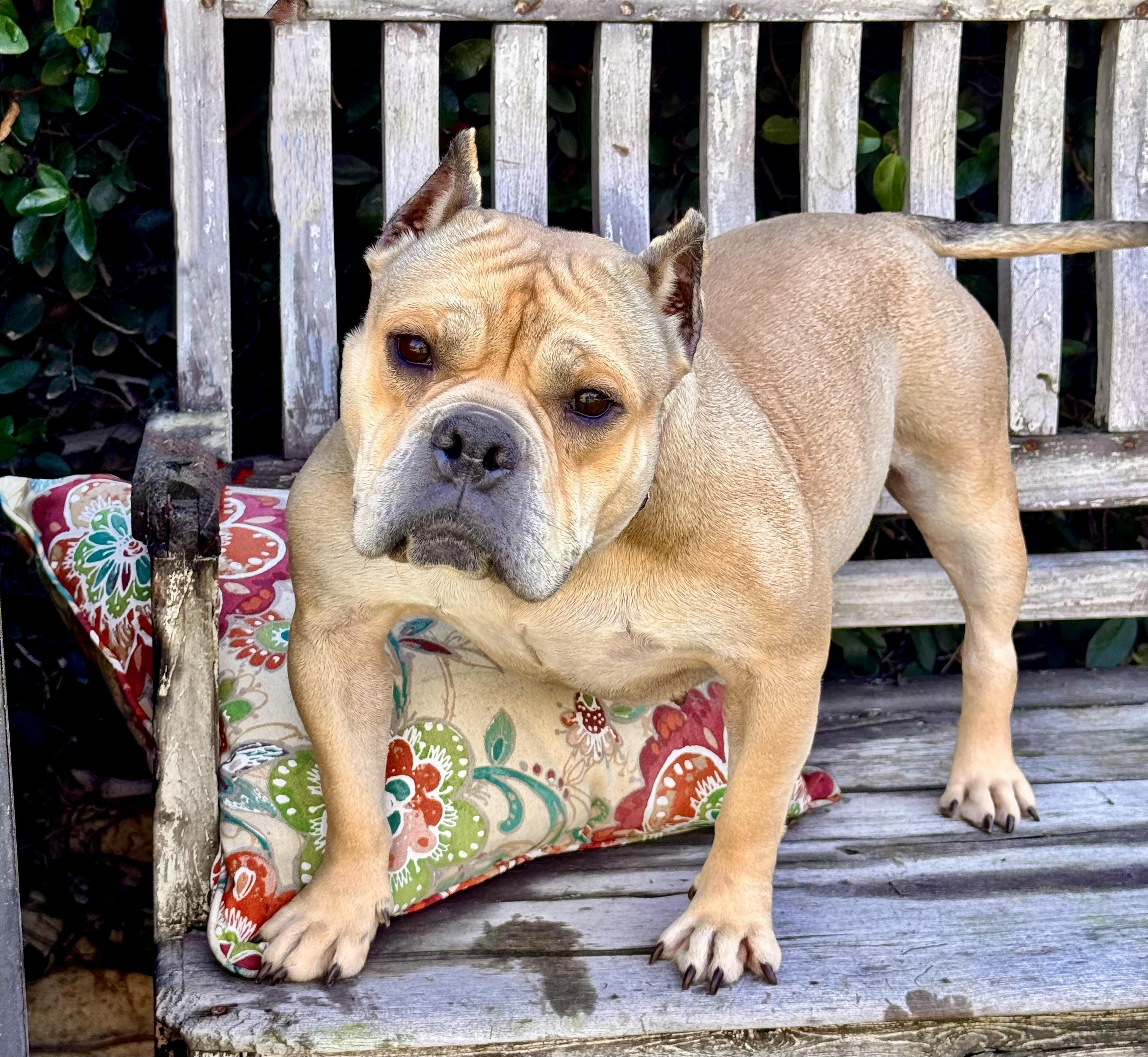 Enlarge Brie Bear, a Adoptable mixed breed in Van Nuys, CA image 2/3