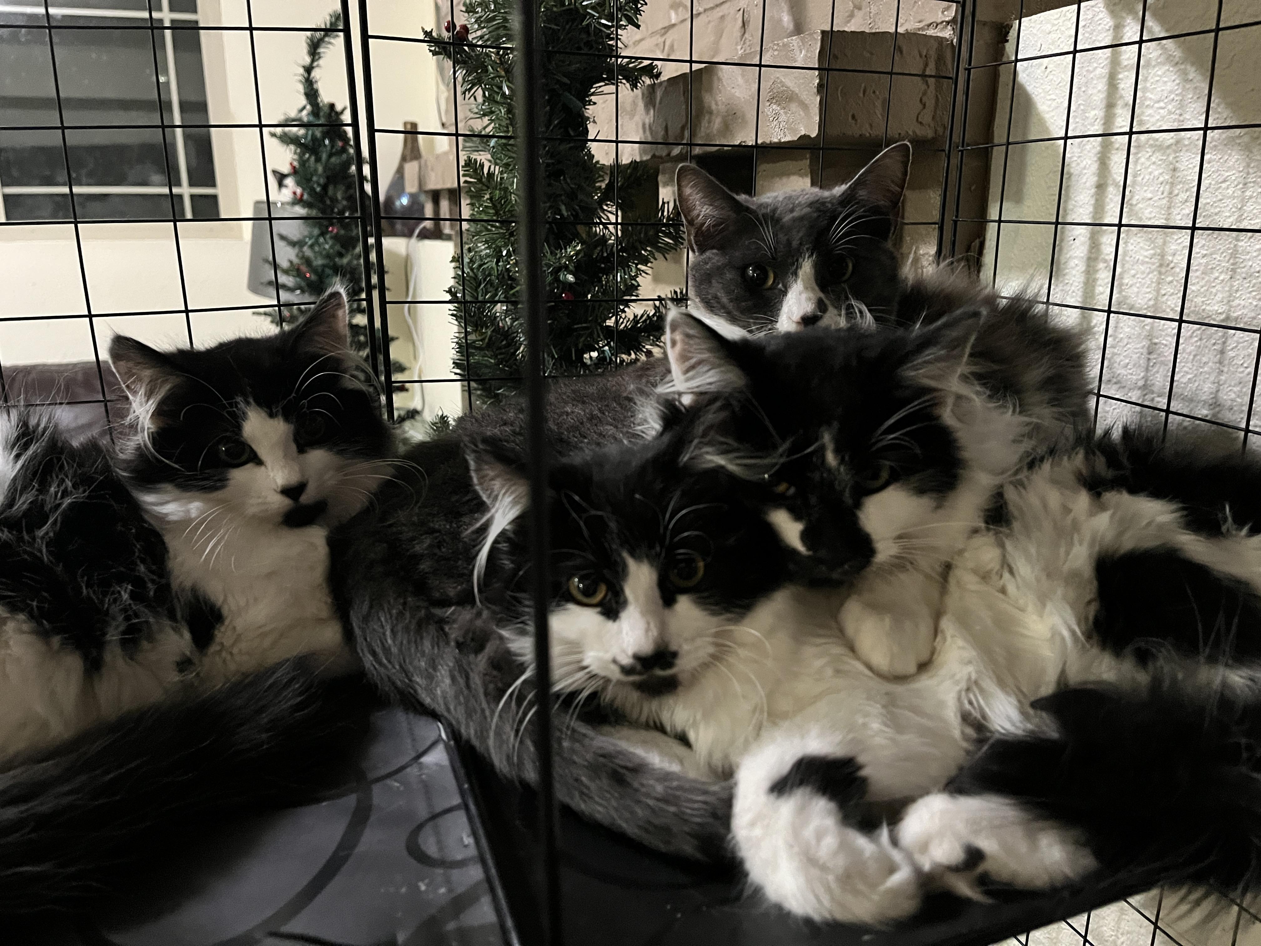 Mustache, a Adoptable Domestic Medium Hair in Gresham, OR image 1/4