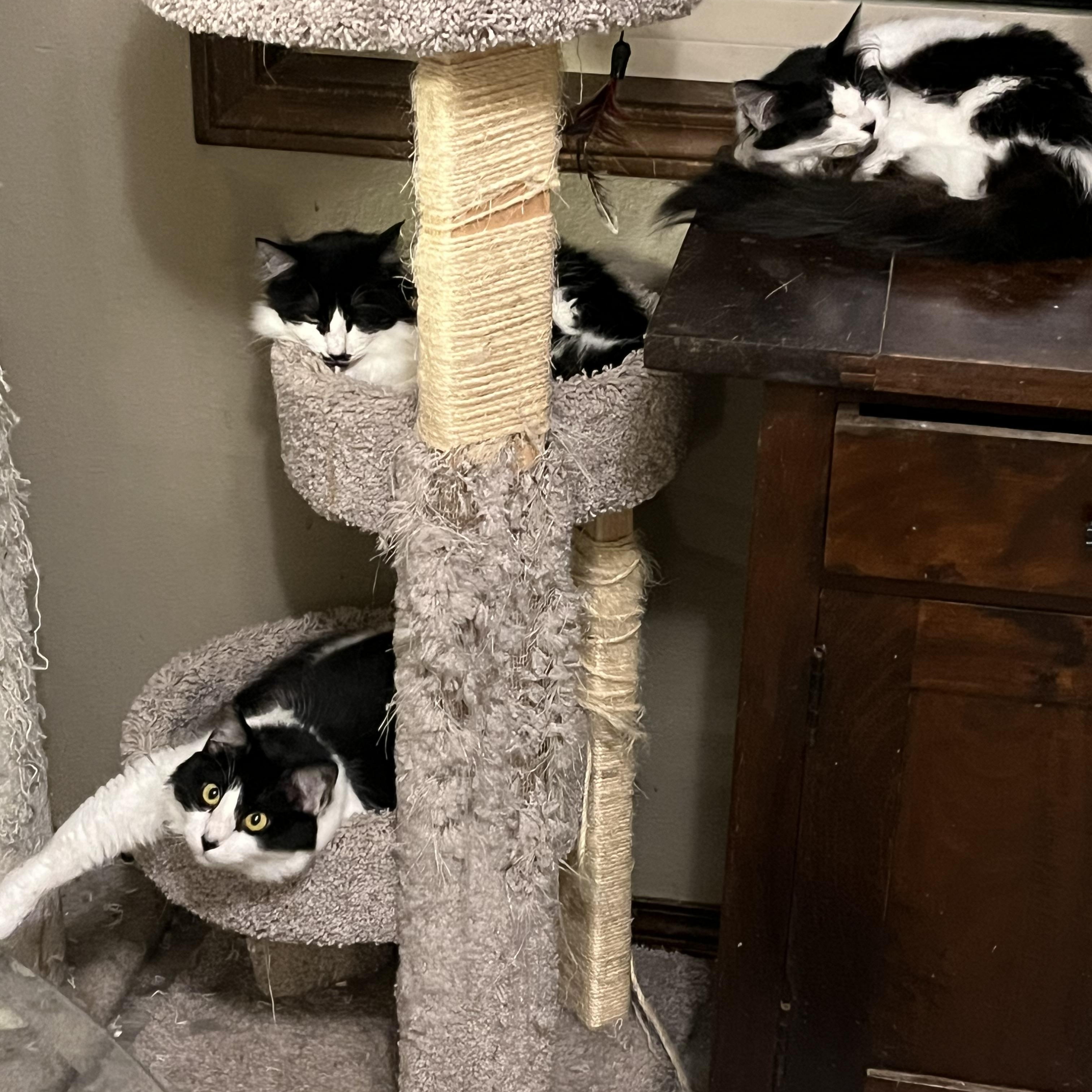 Mustache, Adoptable, Adult Female Domestic Medium Hair.