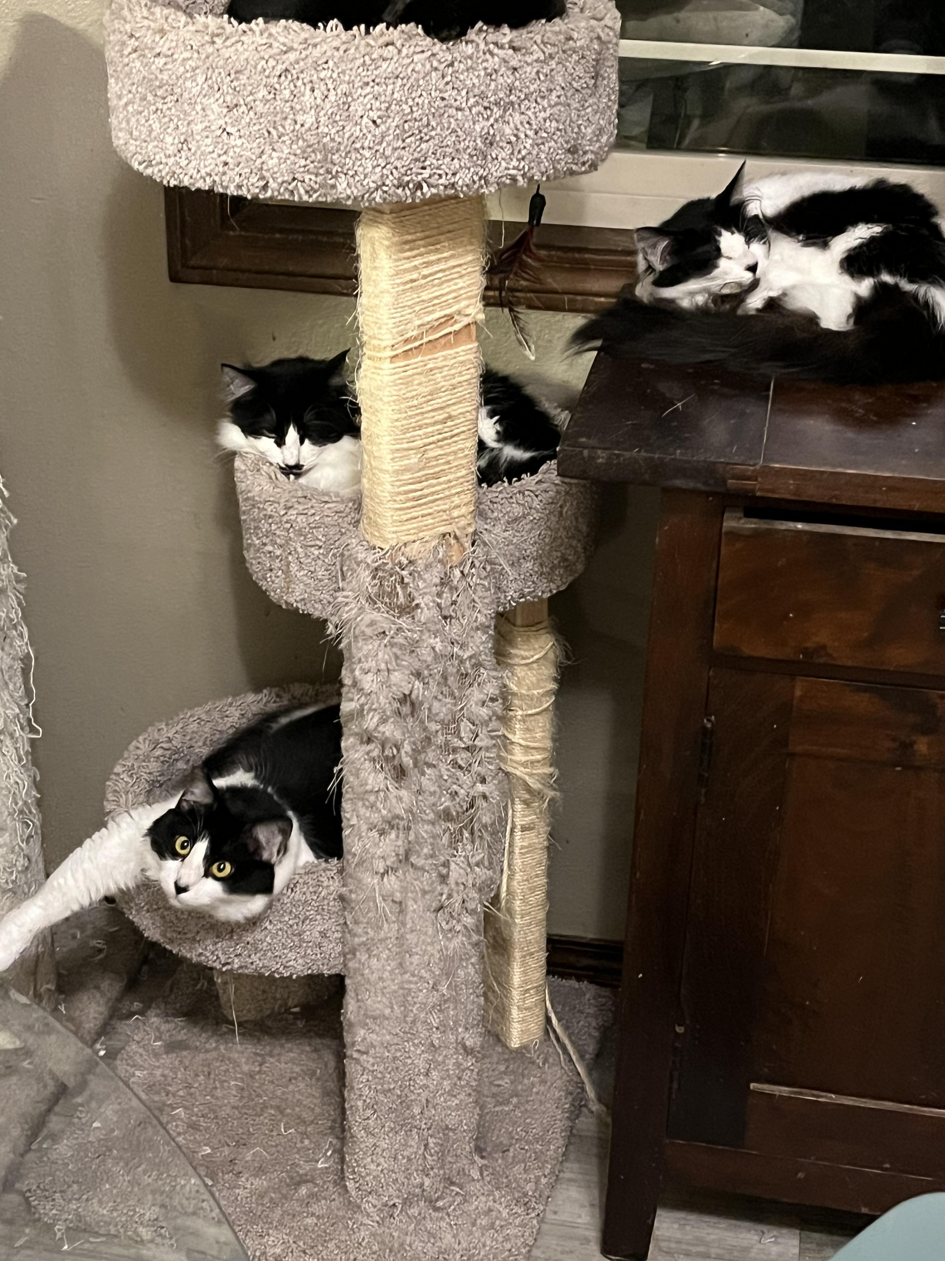 Mustache, an adoptable Domestic Medium Hair in Gresham, OR, 97030 | Photo Image 3