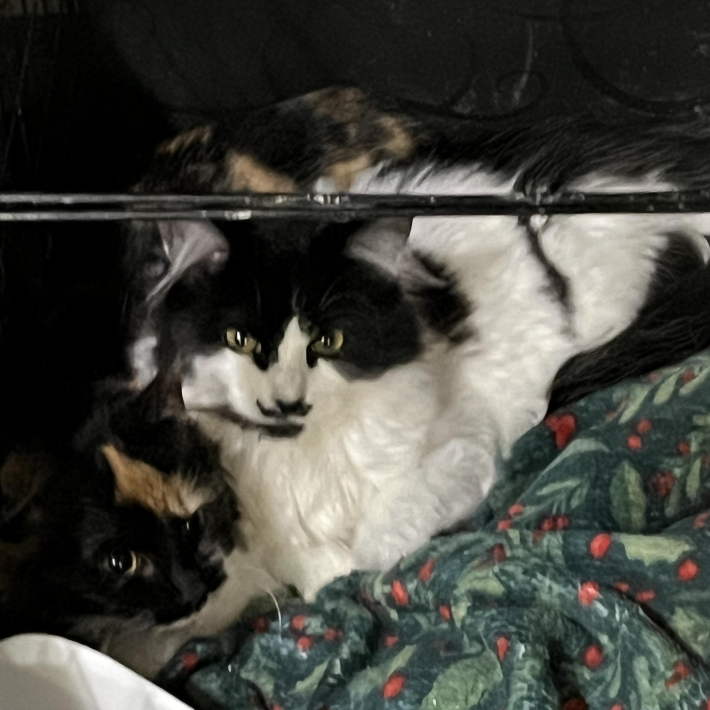 Mustache, a Adoptable Domestic Medium Hair in Gresham, OR image 3/4