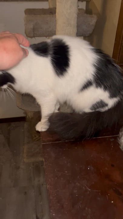 Enlarge Mustache, a Adoptable Domestic Medium Hair in Gresham, OR video 4/4