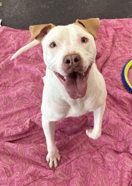 Angel, Adoptable, Adult Male Pit Bull Terrier & Mixed Breed.