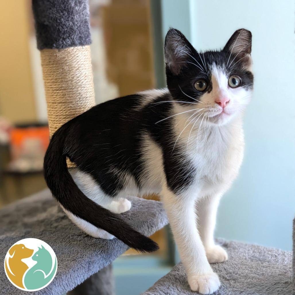 Leon, Adoptable, Kitten Male Domestic Short Hair.