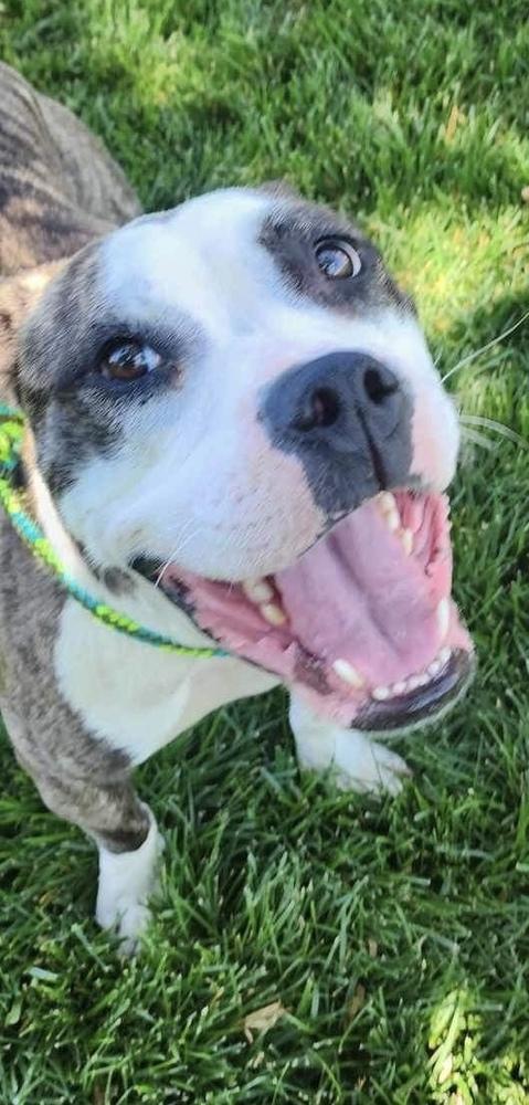 Enlarge AC Missy, a Adoptable mixed breed in Fremont, NE image 1/6