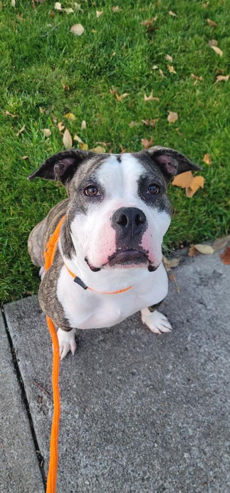 Enlarge AC Missy, a Adoptable mixed breed in Fremont, NE image 2/6