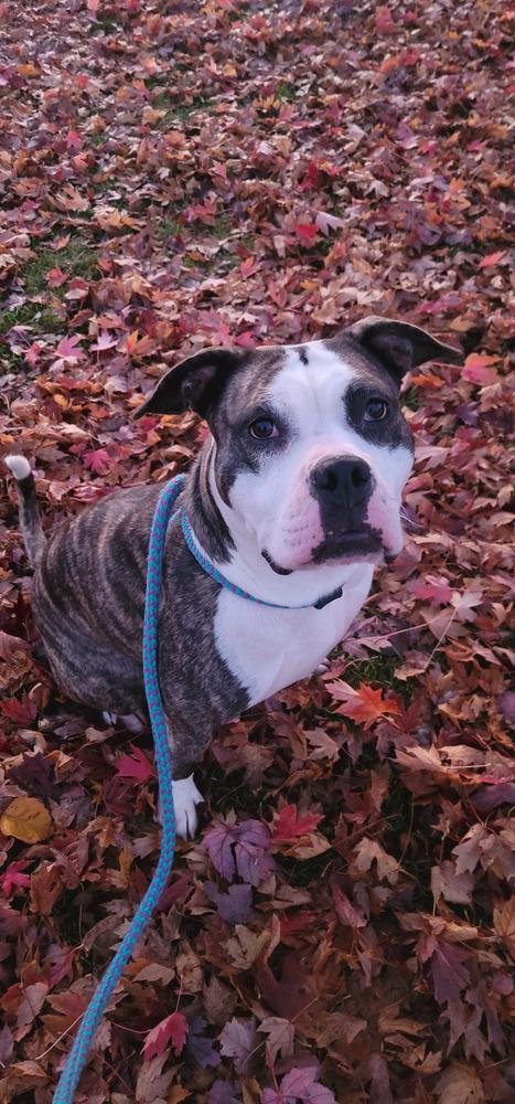 Enlarge AC Missy, a Adoptable mixed breed in Fremont, NE image 3/6