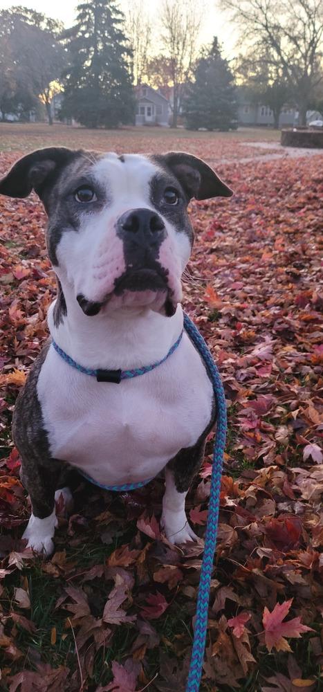 Enlarge AC Missy, a Adoptable mixed breed in Fremont, NE image 4/6